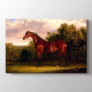 Horse görseli.