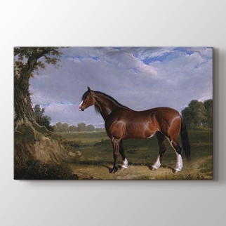 A Clydesdale Stallion görseli.